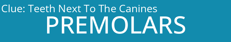 Teeth Next To The Canines