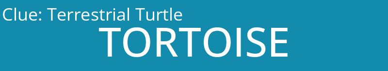 Terrestrial Turtle