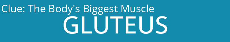 The Body's Biggest Muscle