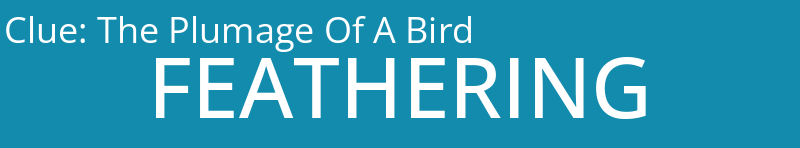 The Plumage Of A Bird