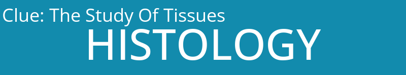 The Study Of Tissues