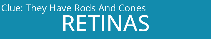 They Have Rods And Cones