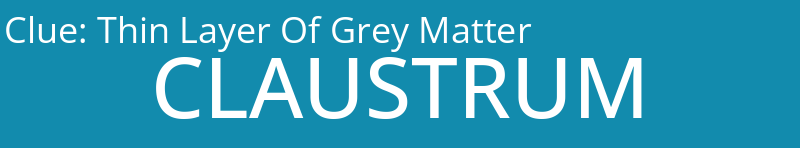 Thin Layer Of Grey Matter