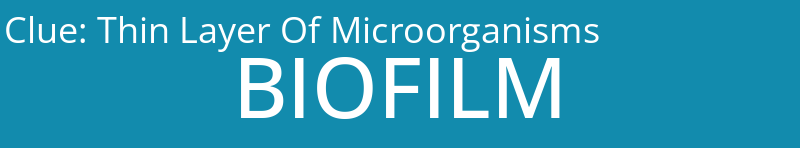 Thin Layer Of Microorganisms