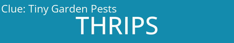 Tiny Garden Pests