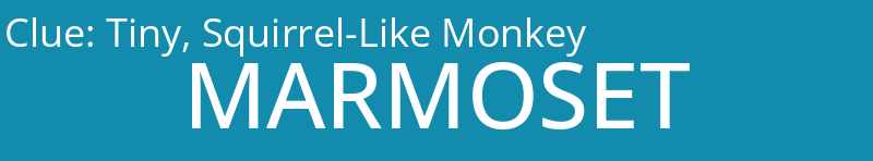 Tiny, Squirrel-Like Monkey