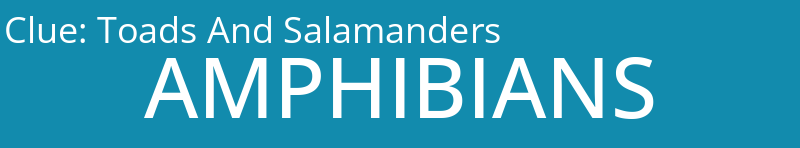 Toads And Salamanders