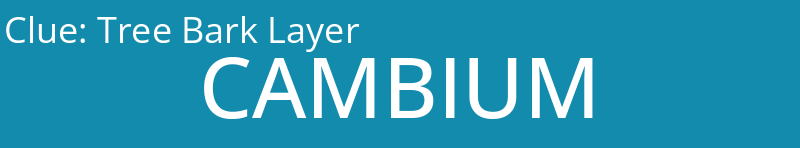 Tree Bark Layer