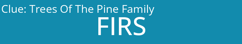 Trees Of The Pine Family