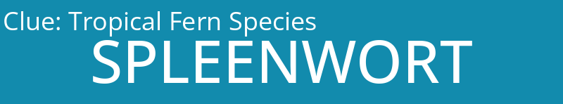 Tropical Fern Species