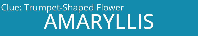 Trumpet-Shaped Flower