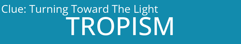 Turning Toward The Light