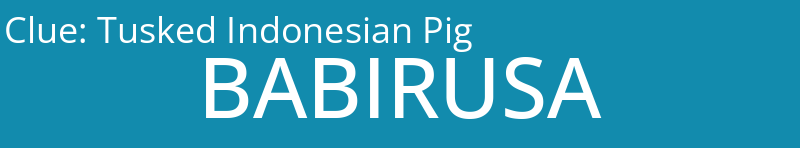 Tusked Indonesian Pig