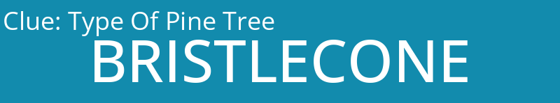 Type Of Pine Tree