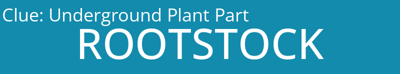 Underground Plant Part