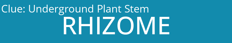 Underground Plant Stem