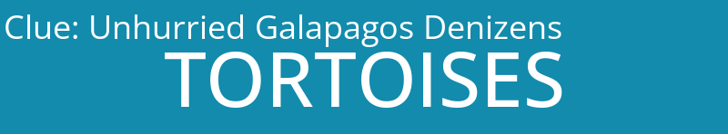 Unhurried Galapagos Denizens