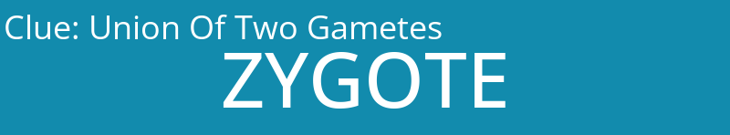 Union Of Two Gametes