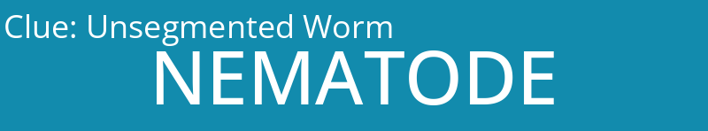 Unsegmented Worm
