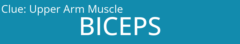 Upper Arm Muscle