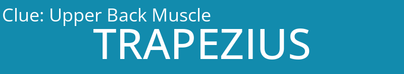 Upper Back Muscle