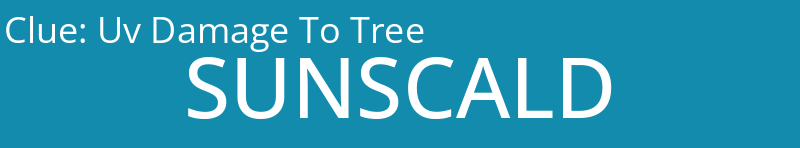 Uv Damage To Tree