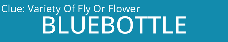 Variety Of Fly Or Flower