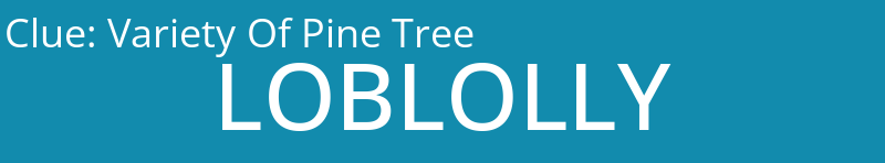 Variety Of Pine Tree