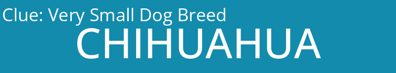 Very Small Dog Breed