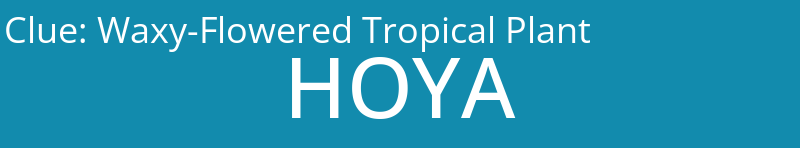 Waxy-Flowered Tropical Plant