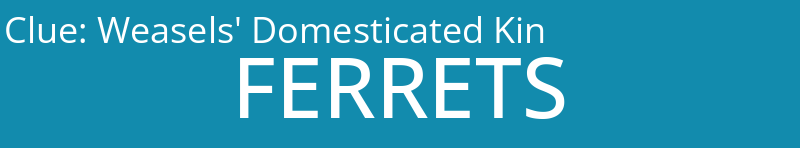 Weasels' Domesticated Kin