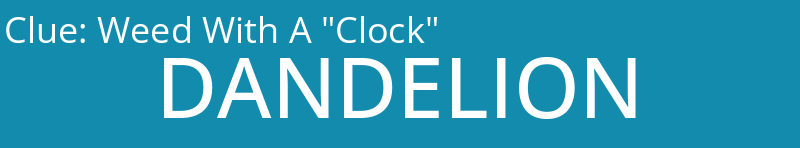 Weed With A "Clock"