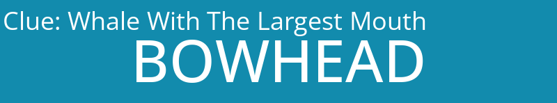 Whale With The Largest Mouth