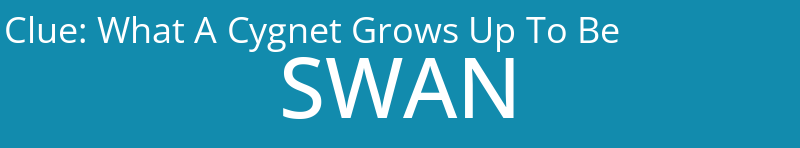 What A Cygnet Grows Up To Be