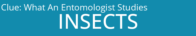What An Entomologist Studies