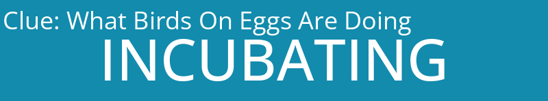 What Birds On Eggs Are Doing