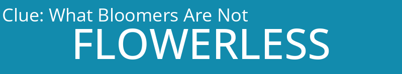 What Bloomers Are Not