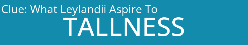 What Leylandii Aspire To