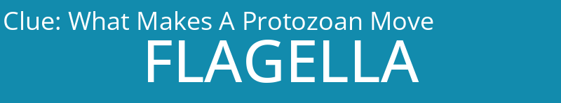 What Makes A Protozoan Move
