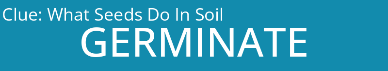 What Seeds Do In Soil