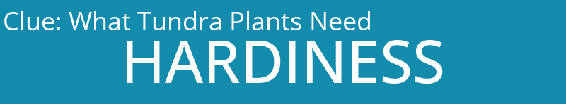 What Tundra Plants Need