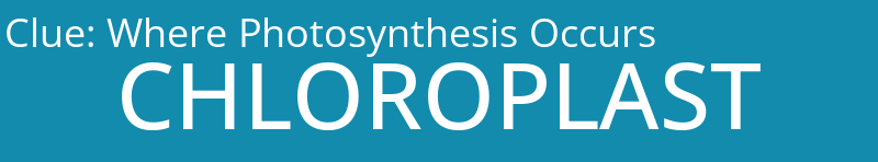 Where Photosynthesis Occurs