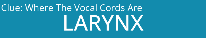 Where The Vocal Cords Are