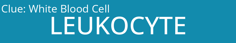 White Blood Cell