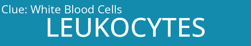 White Blood Cells