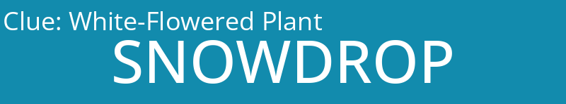 White-Flowered Plant