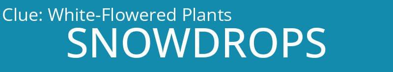 White-Flowered Plants
