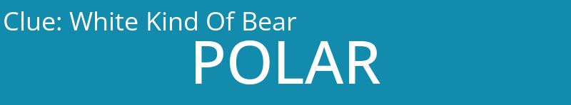 White Kind Of Bear