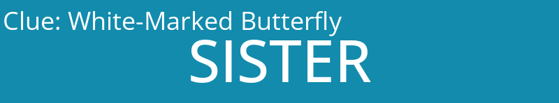 White-Marked Butterfly
