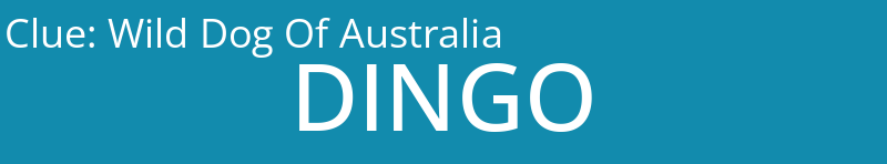 Wild Dog Of Australia